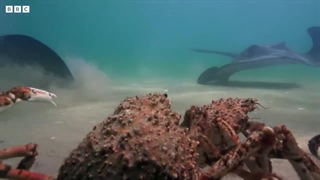 ارتش خرچنگ‌ها از ربات جاسوس در برابر سفره‌ماهی محافظت می‌کنند | جاسوسی در اقیانوس