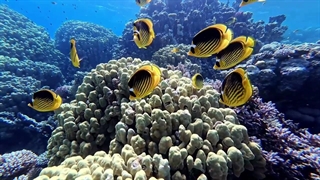 ابو گالوم سر طلایی-اقیانوس