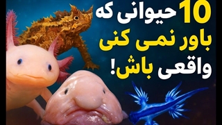 تاپ ۱۰ حیوان عجیب که باور نمی_کنی واقعی باشن! _ شمارش معکوس از ۱۰ تا ۱
