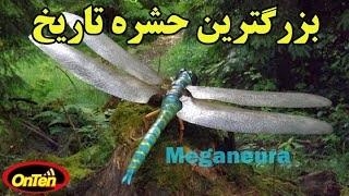بزرگترین حشره ای که در آسمان زمین به پرواز درآمده است
