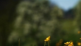 گناه بزرگ - سوره غافر آیه ۳۵ (قرآن مهر)