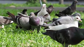 20 نژاد گران قیمت کبوتر