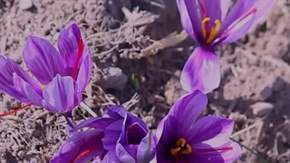 طرز تهیه شربت زعفران با کپسول تک زر