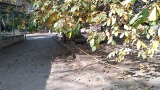 کاخ سعدآباد