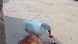 دوشمن قاز خیلی خنده دار