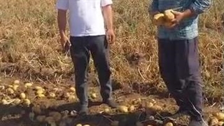 فروش بذر سیب زمینی در سراب