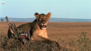طبیعت بی رحم تانزانیا - حیات وحش تانزانیا - پارک ملی سرنگتی- مستند فارسی حیات وحش سرنگتی