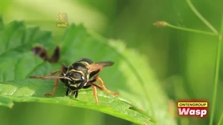 آخوندک، درگیری با بسیار بزرگتر از خودت