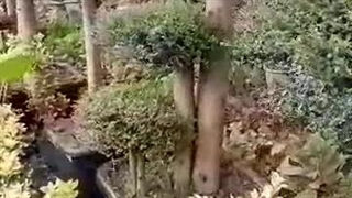 بهترین گلخانه مازندران