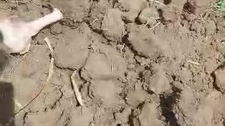 محصولات کشاورزی لطفی زاده سیر و پیاز و موسیر در همدان