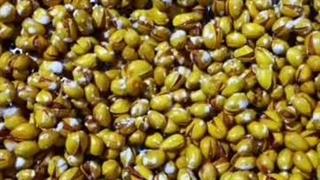 کارگاه خشکبار آجیل پزی محمودی در قائن