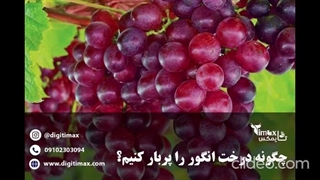 بهترین کود برای بزرگ شدن خوشه انگور