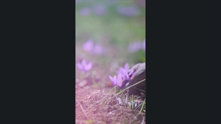 خرید زعفران اصل