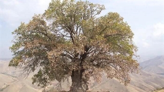 خلاصه‌سازی و طرح‌واره‌ای هنری دومین بسته‌ی ۱۰ تایی با عنوان تصمیم‌های خرد، تاثیرات عظیم