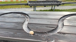 صداهای رضایت‌بخش دویدن روی سنگ مرمر چوبی