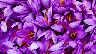 آهنگ زعفران از مهرشاد رپی ( آلبوم ۰۵۶ )