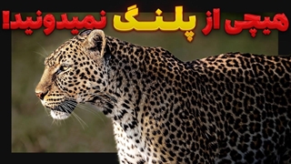 چرا وچگونه  پلنگ ها آدم خوار شدن؟