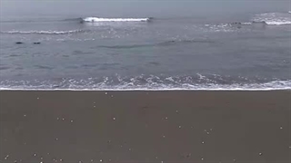 قدم زدن ساحل دریا