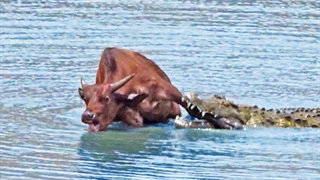 بوفالو برای فرار از دست کروکودیل غول‌پیکر، پایش را قربانی کرد