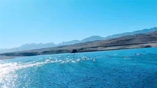 کوچ پرندگان مهاجر به سدهای گلپایگان