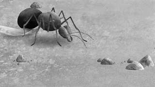 مورچه های کشاورز - پرورش قارچ