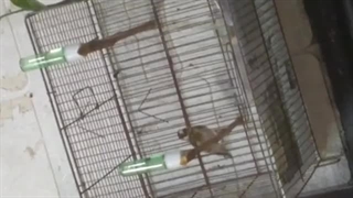 صدای آرامش بخش سهره طلایی