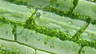 این حلزون قوانین زیست‌شناسی رو زیر سؤال برده  !