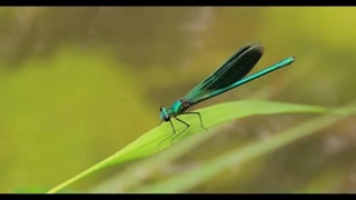 دنیای سنجاقک ها و شکارهای ماهرانه این درنده ترین موجود روی زمین