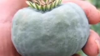 زمان کاشت خشخاش در پاییز | تایمکس