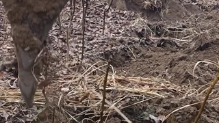 نهال گردو آلتای ترکیه