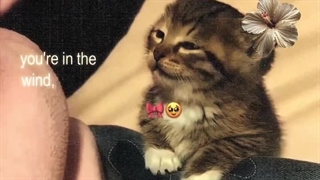 گوربـاه نانازح"