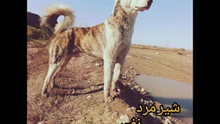 این سگ ماست خیلی دوست داشتم چون نفسم ببری