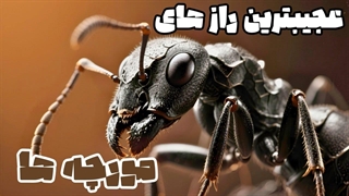 معماری شگفت‌ انگیز مورچه‌ها