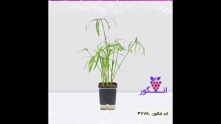 سفارش سیپروس مقاوم شیک