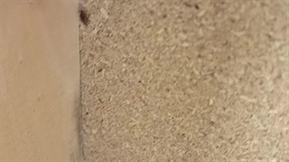 سم‌پاشی تخصصی ساس 02166475814