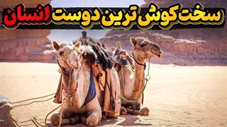 شتر و تاریخ جالب زندگی آن بر روی زمین