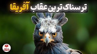 عقاب تاجدار رو دست‌ کم نگیر. می‌تونه جمجمه‌ یک حیوان ۳۰ کیلویی رو خرد کنه!