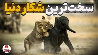 مستند واقعی سیوا: شیر جوونی که باید یاد بگیره فیل‌ ها رو شکار کنه!