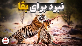 پشت پرده سقوط امپراتوری ببرها؛ نوه‌ ای که پادشاه جنگل را سرنگون کرد!