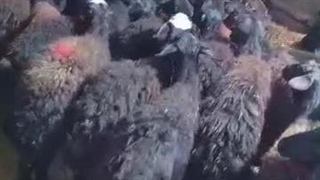 دامداری محمد پریشان در میاندوآب