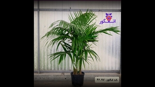 سفارش کنتیا لوکس