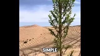 بیابان زدایی چینی