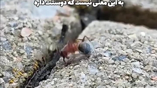 اوه یس واقعا