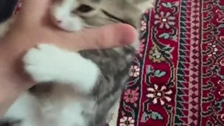 ای بابا حق تا کجا؟