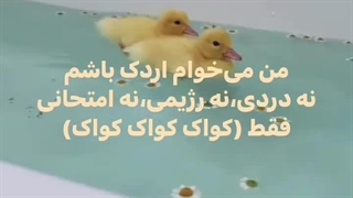 حققققققققق کپ