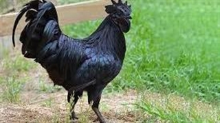 آیام سمانی مرغ و خروس های سیاه رنگی که پیش فروش میشوند