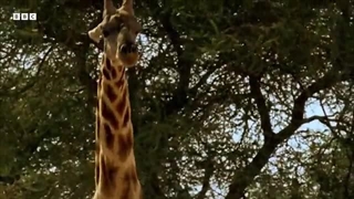 رویارویی وحشیانه زرافه‌ها | روایت شده توسط دیوید اتنبرو | آفریقا |