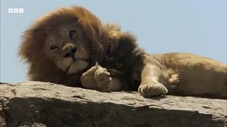 مهمانان شگفت‌انگیز ضیافت شیر ​​| آفریقا