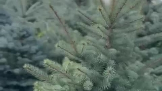 خرید کاج نوئل آبی در مازندران