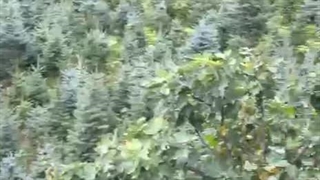 خرید کاج نوئل آبی در مازندران